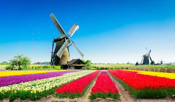 Moulins à vent dans un paysage néerlandais avec des champs de tulipes colorés sous un ciel bleu