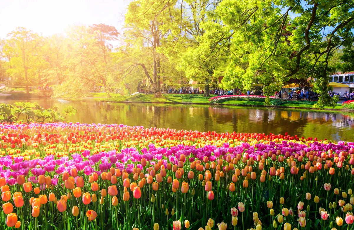 Massifs de tulipes colorées dans le parc de Keukenhof