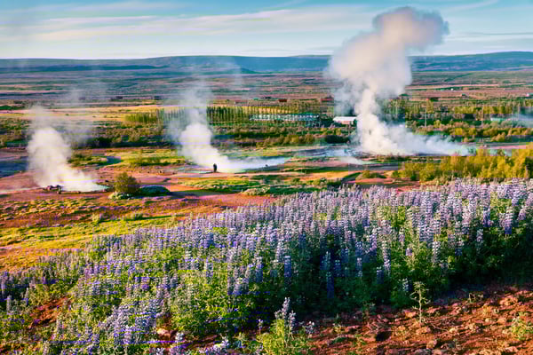 Geysirebene in Island mit aufsteigendem Dampf, blühenden Lupinen und weiter Landschaft