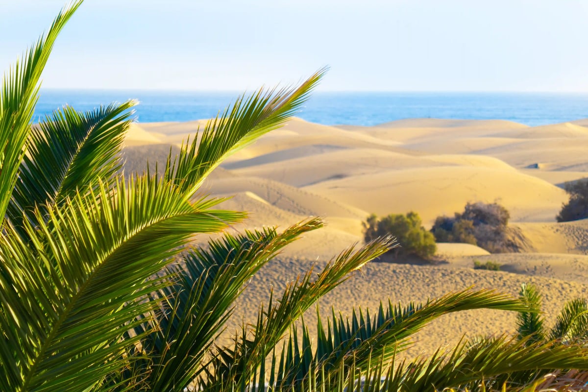 Goldene Sanddünen mit vereinzelten Palmen vor tiefblauem Atlantik und klarem Himmel