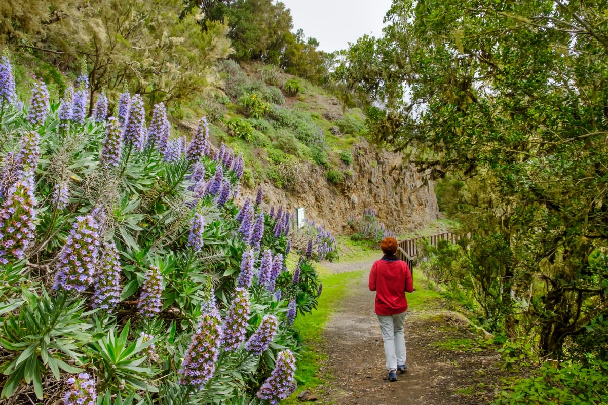 Wanderweg durch grüne Landschaft mit violetten Blumen und einer Person beim Gehen auf La Gomera