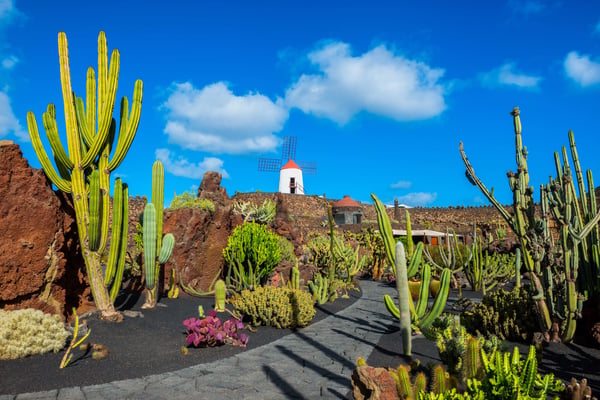 Vulkanische Landschaft mit hohen Kakteen und traditioneller Windmühle unter blauem Himmel auf Lanzarote