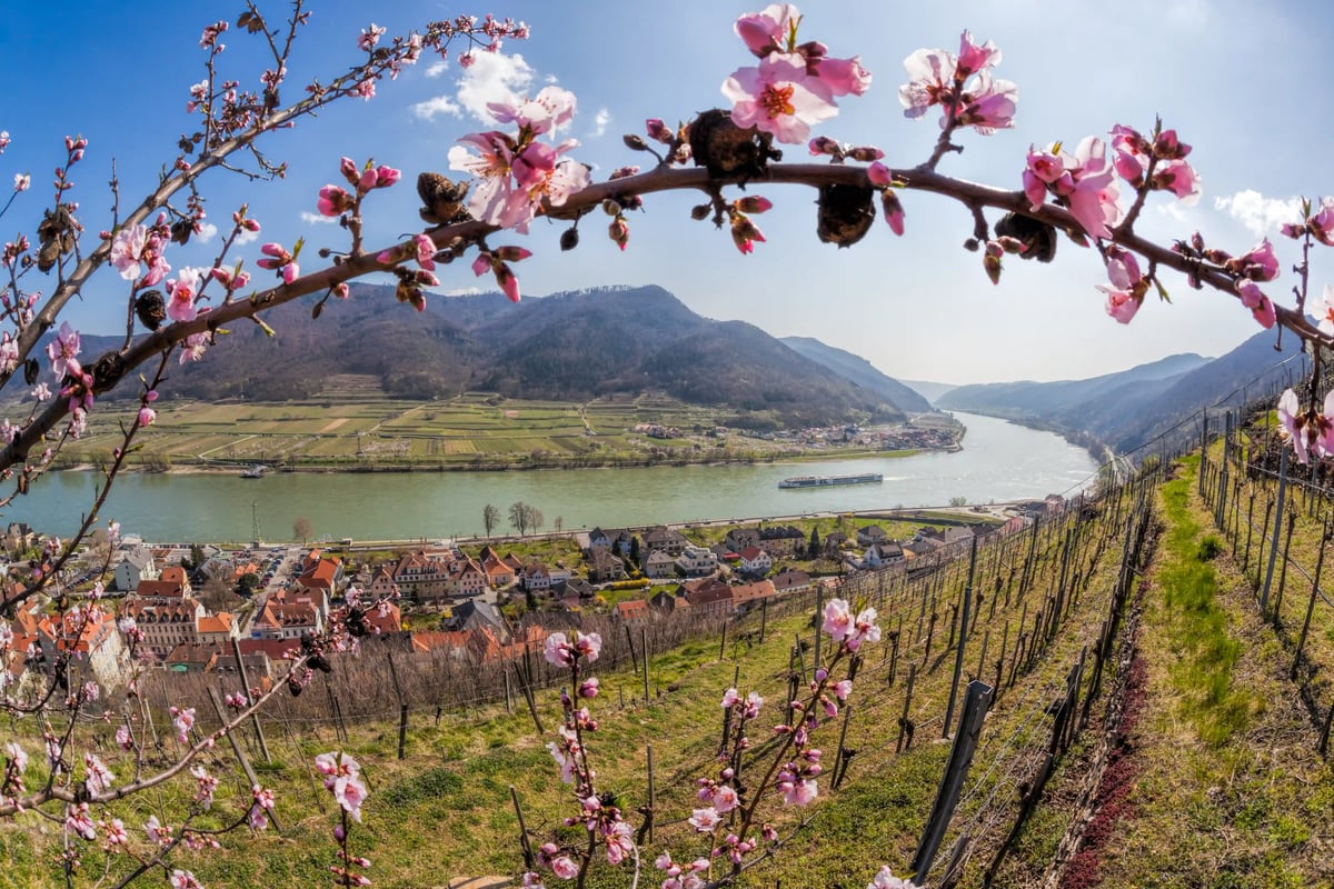Blick über Weinberge und ein Donautal, rosa Blütenzweige rahmen die Landschaft ein