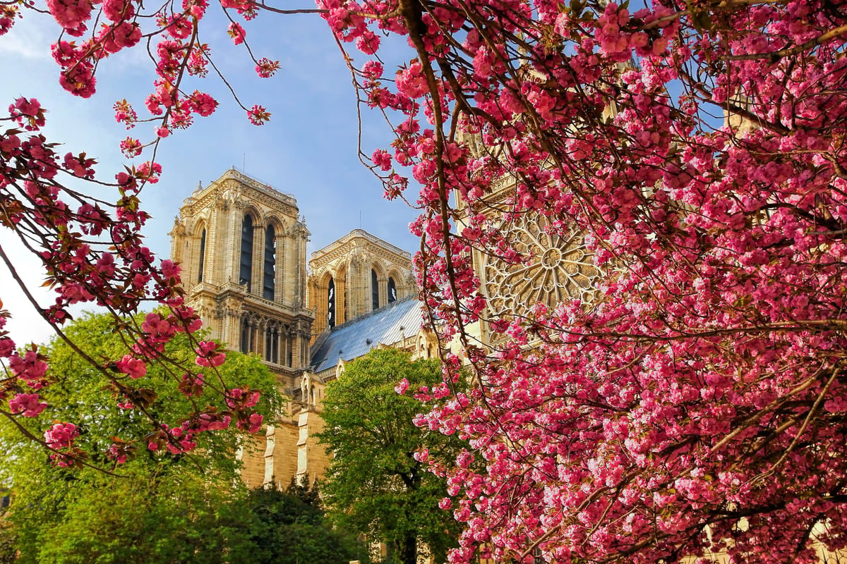 Kathedrale Notre Dame in Paris mit blühenden Bäumen im Vordergrund und Türmen im Hintergrund