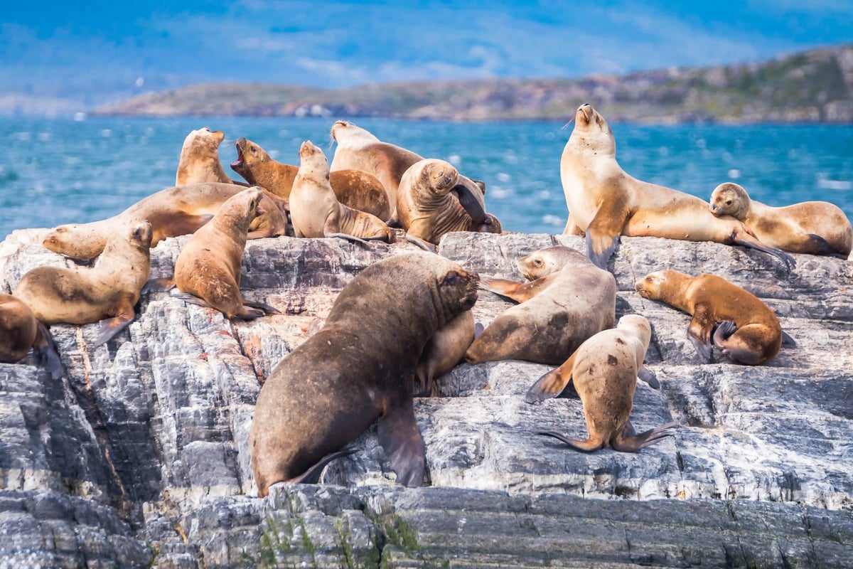 Eine Gruppe von Südamerikanischen Seelöwen ruht sich auf einer felsigen Insel im blauen Meer aus