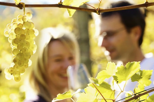Nahaufnahme gelber Weintrauben am Rebstock, im Hintergrund unscharf ein Paar bei einer Weinprobe im Weinberg
