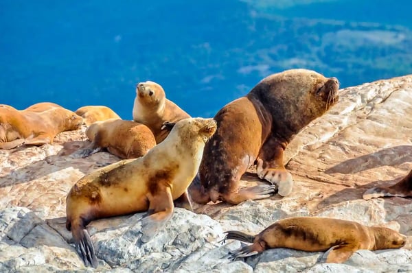 Gruppe von Seelöwen liegt auf Felsen am Meer