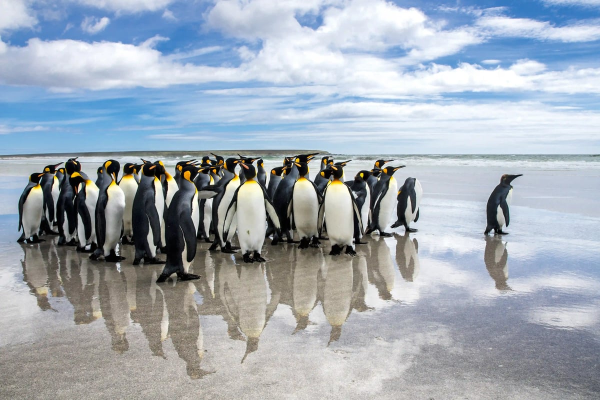 Gruppe von Pinguinen steht am Strand mit Spiegelung im nassen Sand