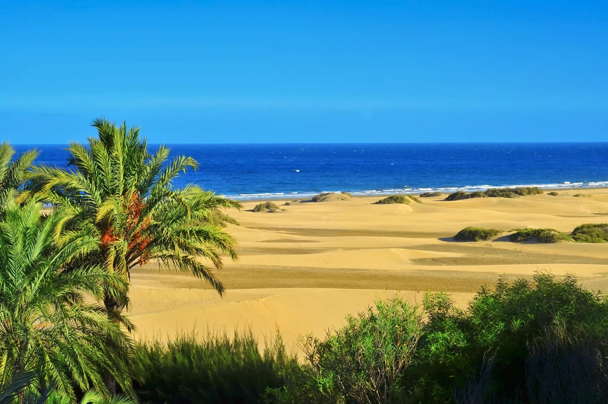 Goldene Sanddünen mit vereinzelten Palmen vor tiefblauem Atlantik und klarem Himmel