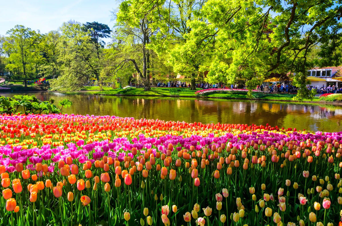Parterres de tulipes multicolores au Keukenhof devant un étang et des arbres printaniers