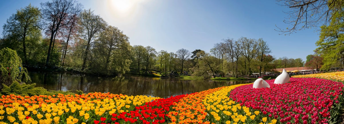 Parterres de tulipes multicolores au Keukenhof devant un étang et des arbres printaniers