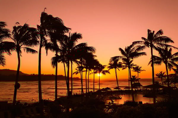 Palmen Silhouetten vor orangefarbenem Sonnenuntergang am Meer