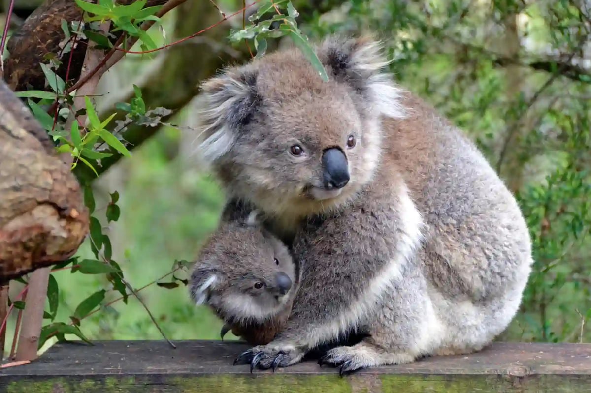 Koala mit Jungtier sitzt auf einem Holzsteg umgeben von grüner Vegetation