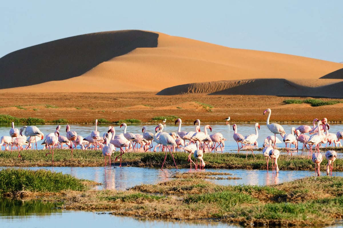 Gruppe von Flamingos in flachem Wasser vor grossen Sanddünen in der Wüste