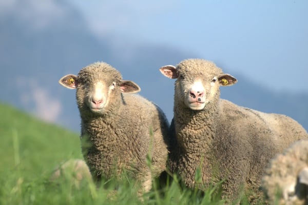 Deux moutons debout dans une prairie verdoyante avec collines floues en arriere plan