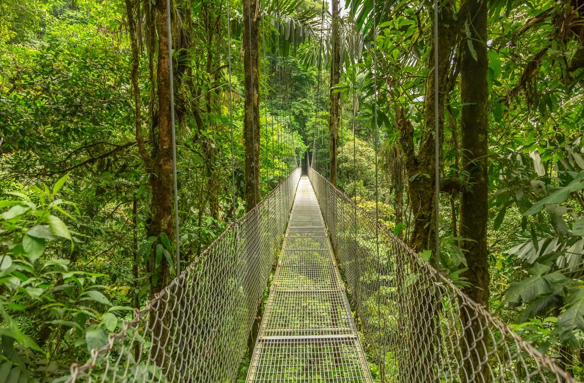 Schmale Hängebruecke fuehrt durch dichten grünen Nebelwald mit hoher Vegetation