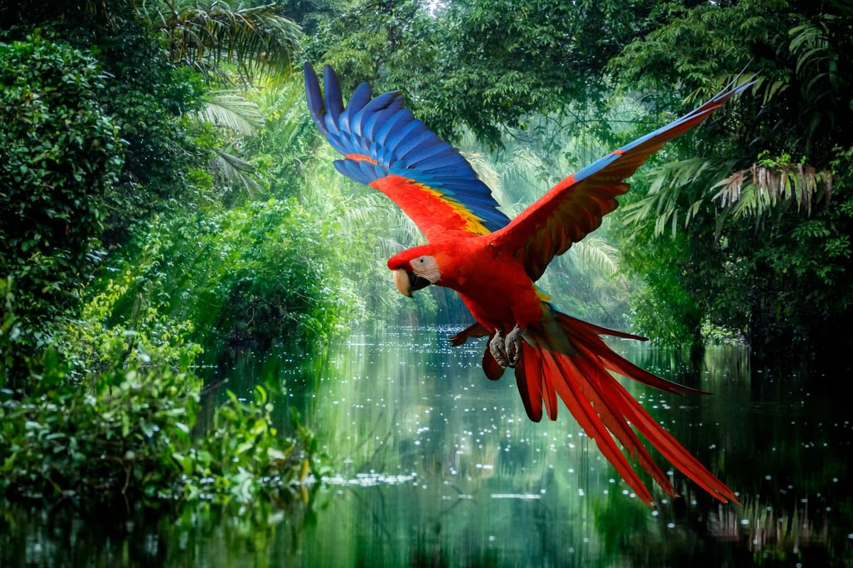 Bunter Papagei mitten im tropischen Urwald von Costa Rica