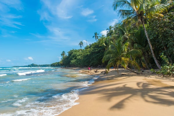 Palmenbestandener Sandstrand mit sanften Wellen, türkisblauem Meer und dichter grüner Vegetation unter klarem Himmel