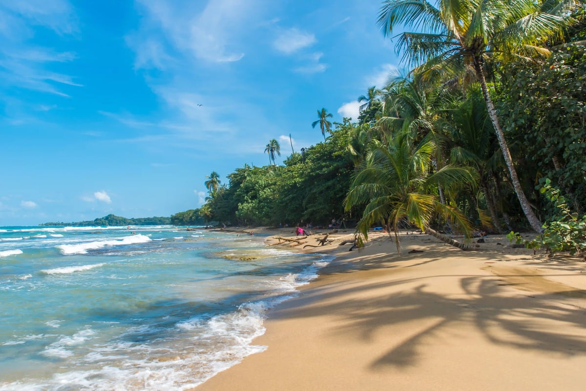 Palmenbestandener Sandstrand mit sanften Wellen, türkisblauem Meer und dichter grüner Vegetation unter klarem Himmel