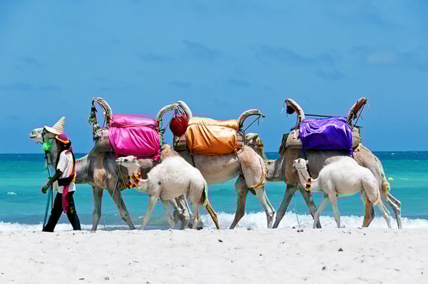 Kamele mit bunten Sätteln laufen am Strand entlang am Meer in Tunesien.