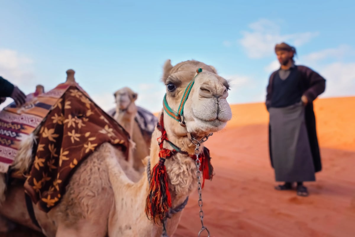Chameau dans le désert jordanien avec une personne en tenue traditionnelle en arrière-plan.