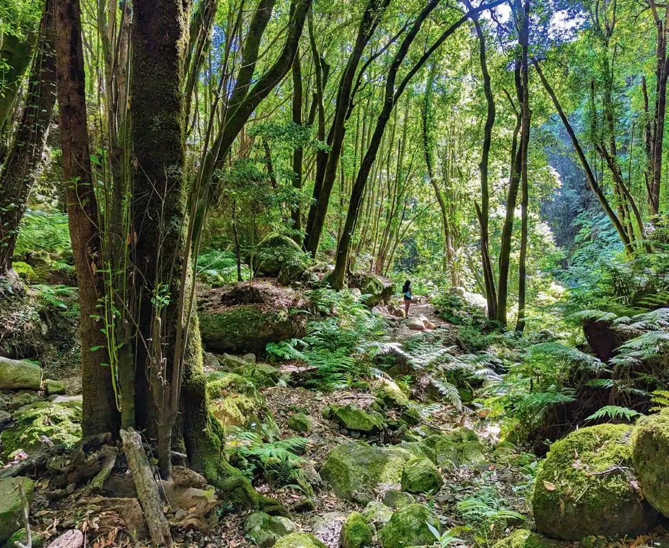 Wanderweg durch den Lorbeerwald von Cubo de la Galga mit dichter Vegetation.