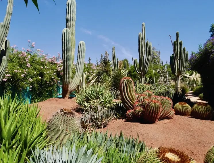 Üppiger Kakteengarten im Anima Garden von André Heller mit vielfältigen Sukkulenten und exotischen Pflanzen.