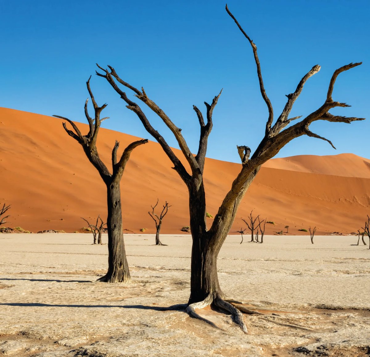Abgestorbene Bäume vor leuchtend roten Dünen in der Wüstenlandschaft von Deadvlei.