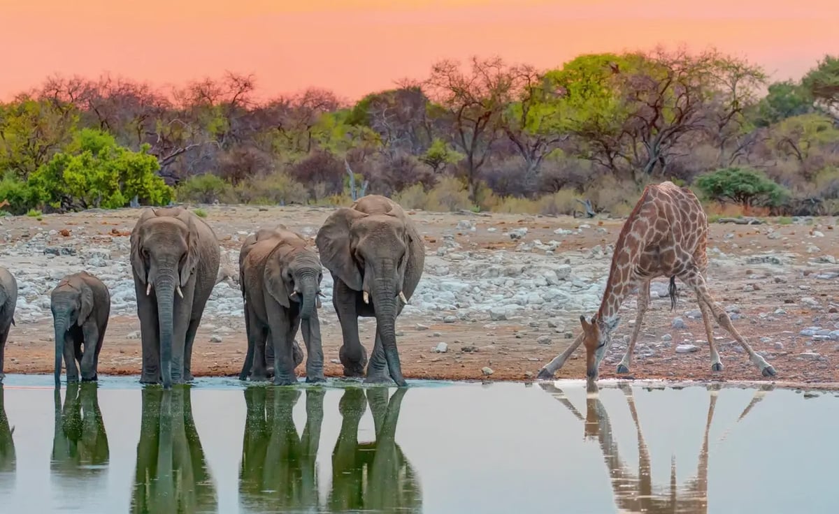Elefanten und eine Giraffe trinken gemeinsam an einem Wasserloch im Etosha-Nationalpark.