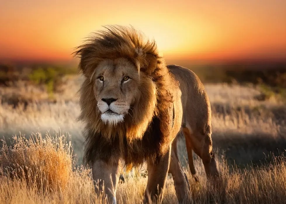 Mächtiger Löwe im goldenen Abendlicht der namibischen Savanne.