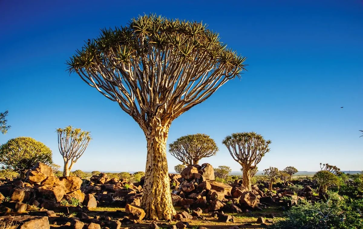 Köcherbäume in einer felsigen Landschaft unter tiefblauem Himmel in Namibia.