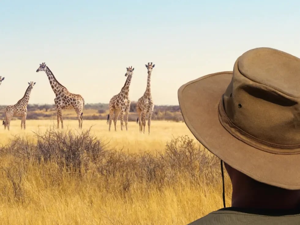 Safari mit Blick auf mehrere Giraffen in der weiten Savanne Namibias.