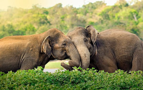 Zwei Elefanten im Minneriya Nationalpark in Sri Lanka inmitten grüner Natur.
