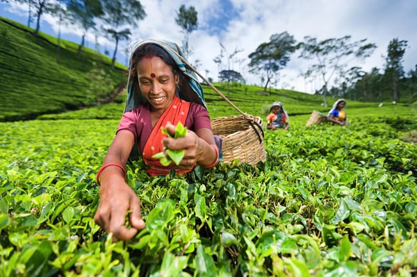 Teepflückerin auf einer grünen Teeplantage im Hochland von Sri Lanka.