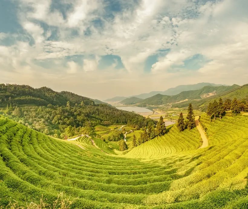 Weitläufige grüne Teeplantagen in sanfter Hügellandschaft Südkoreas.