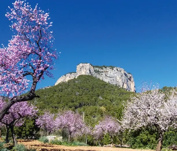 Blühende Mandelbäume vor der Berglandschaft der Serra de Tramuntana auf Mallorca.
