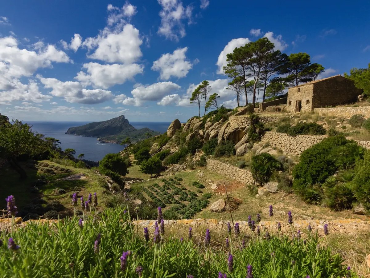 Küstenlandschaft mit Blick auf die Insel Sa Dragonera und mediterraner Vegetation.