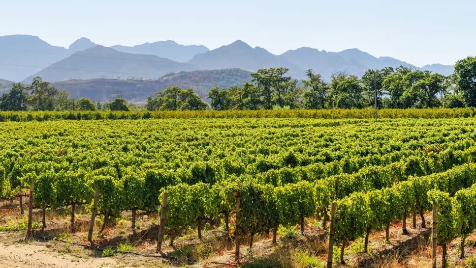 Weinberge der Region Bordeaux mit Rebstöcken vor einer Bergkulisse.