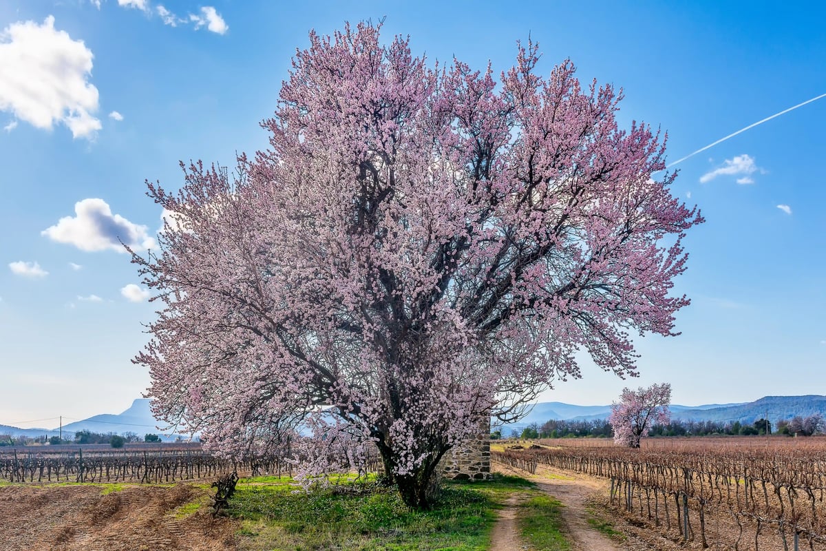 Mandelbaum in der Provence