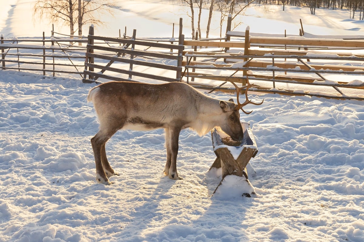 Rentier auf einer traditionellen Rentierfarm in Finnisch Lappland inmitten der verschneiten Winterlandschaft – ein typisches Symbol des nordischen Winters.