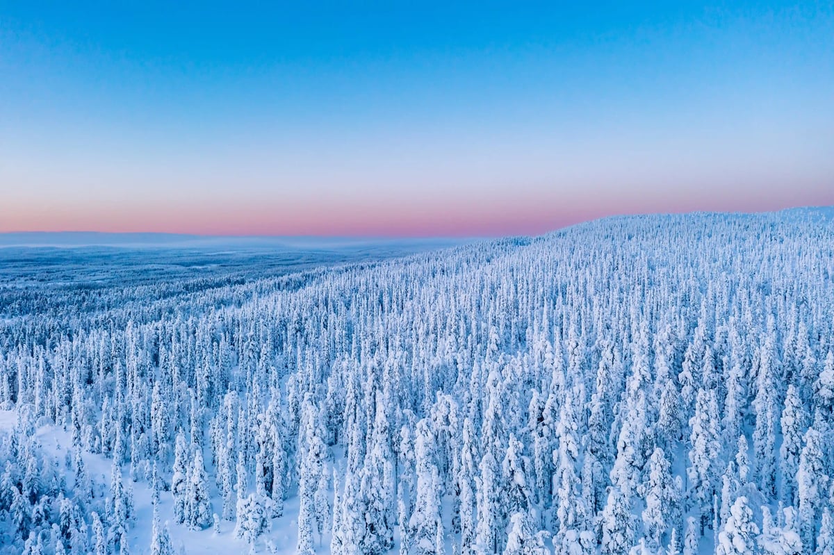 Weite, schneebedeckte Wälder in Finnisch Lappland, eingehüllt in die ruhige Winterlandschaft unter einem zarten Farbenspiel des Nordhimmels.