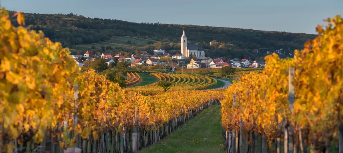 Goldene Weinberge im Burgenland mit Dorf und Kirche im Hintergrund.