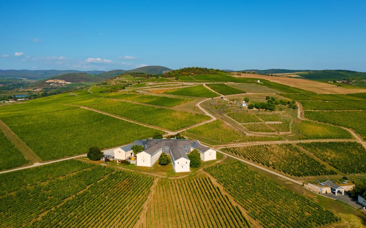 Panoramablick über die Weinberge der ungarischen Weinregion Tokaj mit Rebstöcken und einem Weingut.