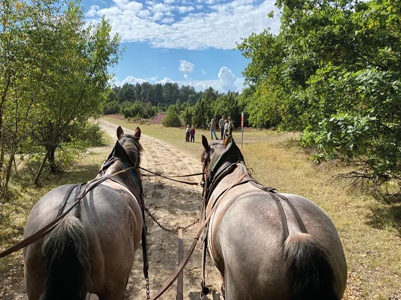 Zwei Pferde ziehen einen Wagen auf einem Waldweg mit Menschen im Hintergrund