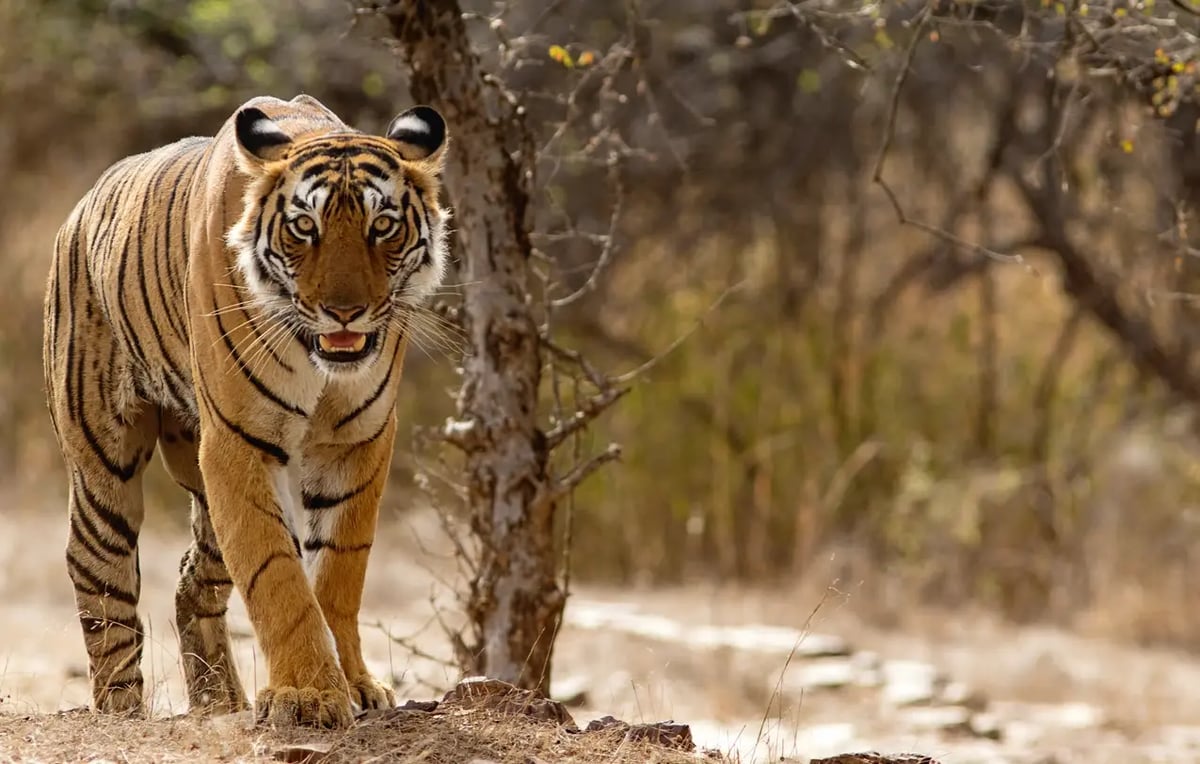 Begegnung mit einem Bengal Tiger während einer Safari im Ranthambore Nationalpark.