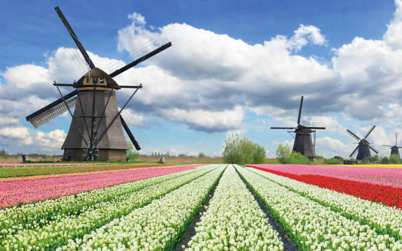 Amsterdam Tulpenblüte 2020 800x500