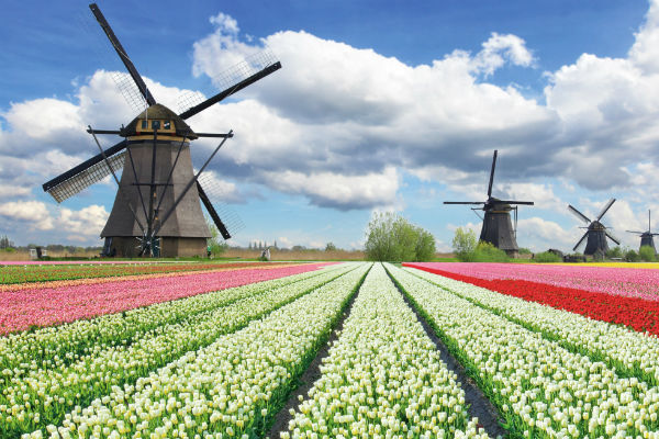 Amsterdam Tulpenblüte 2020 TOP