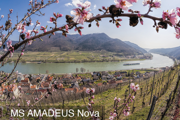 Floraison des abricotiers dans la Wachau 3