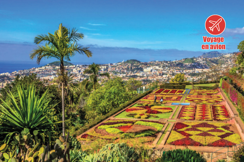 Madère, l'île aux fleurs Madère, l'île aux fleurs 7
