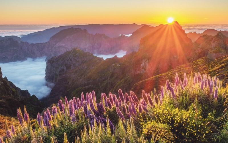Madère, l'île aux fleurs 5